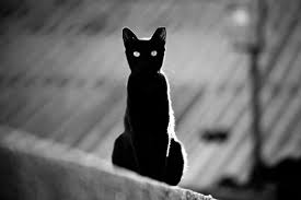 Place In The Sun For A Black Cat By Victor Bezrukov Black Cat Gatos Blancos Fotografia De Gatos