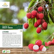 Maybe you would like to learn more about one of these? Mividapakistanofficial On Twitter Eco Sustainable Living Insight Chapter 01 Fruit Trees Lychee Fruit 10 Botanical Name Litchi Chinensis Common Name Ilichi Lychee Please Follow Us On Fb Page For More Details Https T Co Jsdjlxuuqf