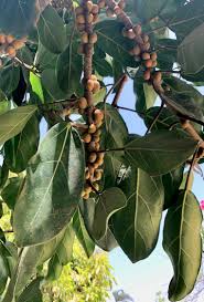 Image result for Ficus lutea