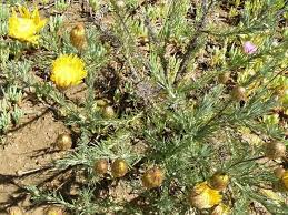 Image result for Leysera