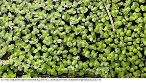 Image result for Lemna