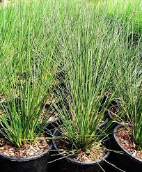 Image result for Juncus kraussii