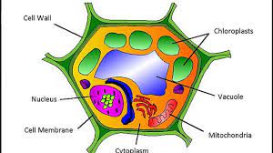 Free, online math games and more at mathplayground.com! Animal Cell Parts 5th Grade Video Dailymotion