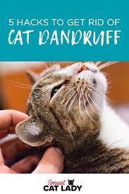 5 Hacks To Get Rid Of Cat Dandruff Cat Dandruff Cat Dandruff Remedy Cats