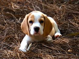 Red And White Beagle Puppy Beagles For Sale White Beagle Beagle