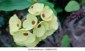 Image result for Euphorbia espinosa