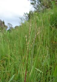 Image result for Digitaria abyssinica