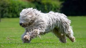 Image result for Komondor