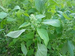 Bonnie N Dave Open Sesame 142 365 Sat Oct 2 Plants Plant Leaves Flower Garden
