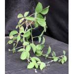 Image result for Cyphostemma adenocaule