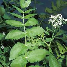 Image result for Berula erecta