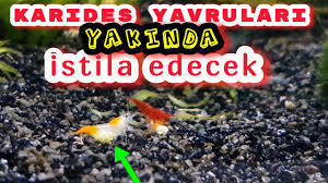Akvaryum Hava Motorlari Yerine Uretimhane Hava Motoru Aliyorum Akvaryum Baliklari Youtube