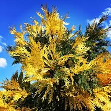 Image result for Calocedrus decurrens