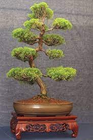 How To Care For Juniper Bonsai Trees Hunker Indoor Bonsai Tree Bonsai Tree Types Juniper Bonsai