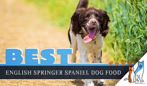 9 Best English Springer Spaniel Dog Foods Plus Top Brands