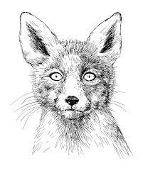 Maybe you would like to learn more about one of these? Fox Portrait Ink Drawing Drawing By Katerina Kirilova