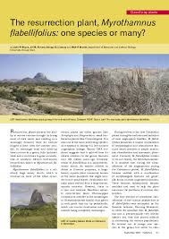 Image result for Myrothamnus flabellifolius