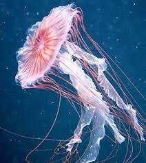 Pin By Mailly Torrezan On Animais Sea And Ocean Jellyfish Sea Creatures