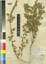 Image result for Pseudoeriosema