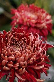 Pin On Flower