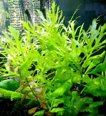 Image result for Distephanus biafrae