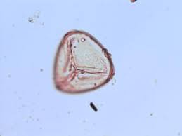 Image result for Adiantum patens