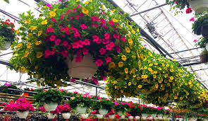 Image result for foto Million Bells