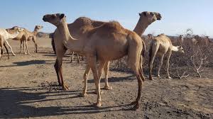 You can use camel milk exactly the way you use cow milk! The Value Of Camel Milk And Meat Farmkenya Initiative