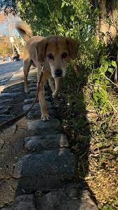 Pepe en adopción ✨ Tiene alrededor de 8 años, es súper bueno y se lleva súper bien con otros perros, no está castrado pero le estamos haciendo exámenes para cargarlo, el 12