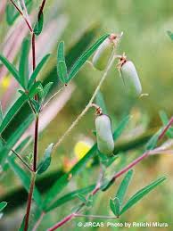 Image result for Crotalaria oocarpa