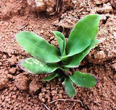 Image result for Perotis patens