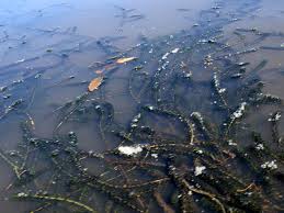 Image result for Lagarosiphon muscoides