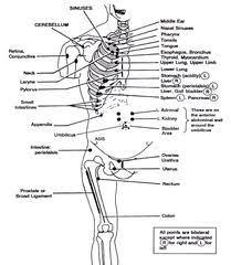 Chapman S Points Healing Modalities Kinesiology Acupuncture Points