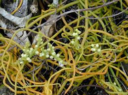 Image result for Cassytha filiformis