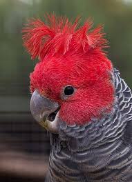 The Gang Gang Parrot State Emblem For Our Australian Capital Territory Beautiful Birds Australian Parrots Pet Birds