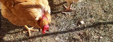 Quels Dechets Pouvez Vous Donner A Manger A Vos Poules