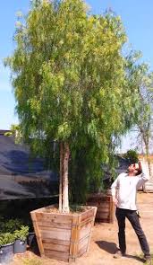 Check spelling or type a new query. California Pepper Garden View Nursery