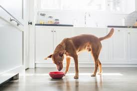 Feeding An Adult Dog Dogtime