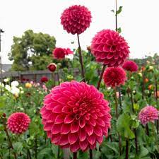 Pin On Dahlias