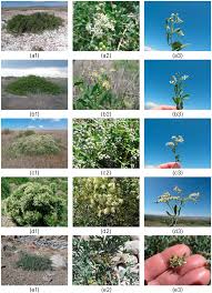 Image result for Lijndenia sp. cf barteri