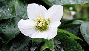 Read on and you'll realize that's not the case: Seasonal Gardening January In The Flower Garden