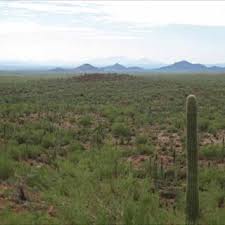 Image result for Tragia lasiophylla