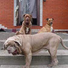 Using performance selection & health screening, our bandogs excel as family companion guardians, sentry dogs, protection dogs, & hog catch dogs. Bandog Geschichte Charakter Wesen Passion Hund