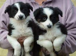 Border Collies 3 Puppy Adoption Puppies Border Collie Puppies For Sale