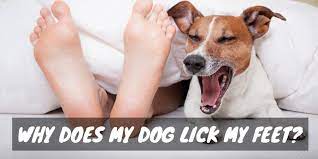 Why Does My Dog Lick My Feet Ticklish Toes And Tireless Tongues Dogs And Treats