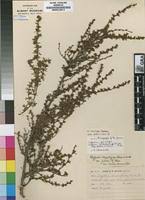 Image result for Cliffortia linearifolia