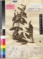 Image result for Landolphia buchananii