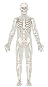 The bones provide a structural framework and protection to the soft organs. Anatomy And Physiology Bone Quiz Anatomy Drawing Diagram