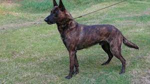 Dutch Pups Vandalia Kennel Dutch Shepherds Dutch Shepherd Dog Cute Dogs Breeds Military Dogs