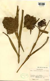 Image result for Scleria sp.no.1